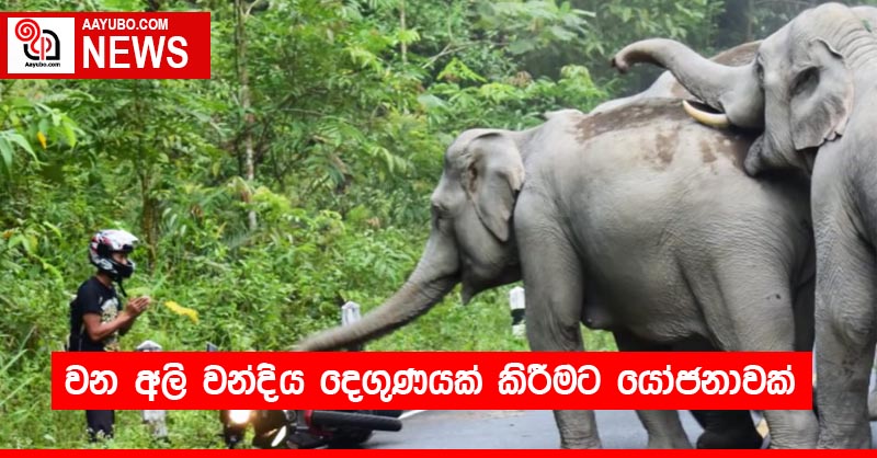 වන අලි වන්දිය දෙගුණයක් කිරීමට යෝජනාවක්