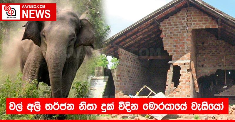 වල් අලි තර්ජන නිසා දුක් විදින මොරයායේ වැසියෝ
