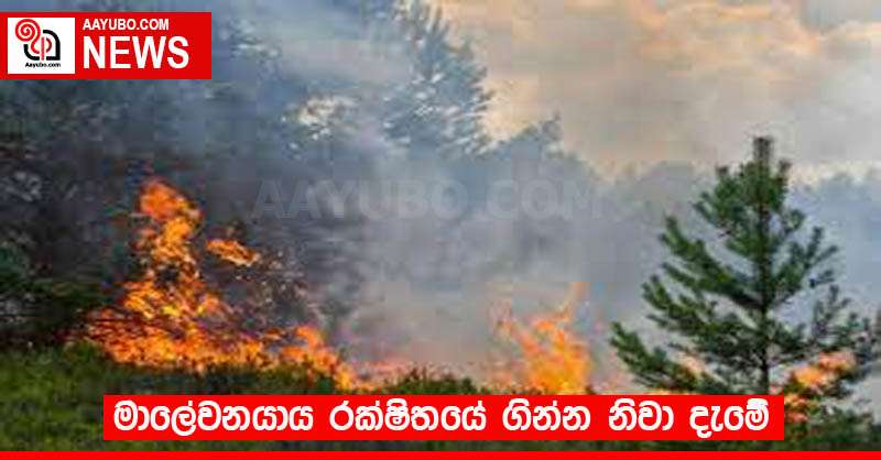 මාලේවනයාය රක්ෂිතයේ ගින්න නිවා දැමේ