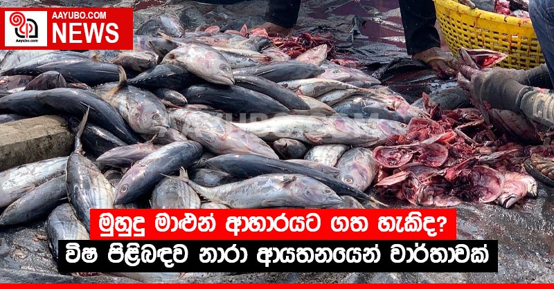 මුහුදු මාළුන් ආහාරයට ගත හැකිද? විෂ පිළිබඳව නාරා ආයතනයෙන් වාර්තාවක්