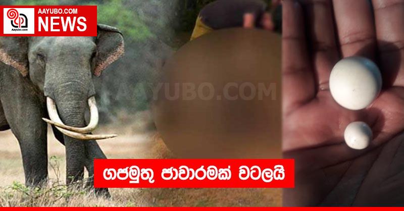 ගජමුතු ජාවාරමක් වටලයි