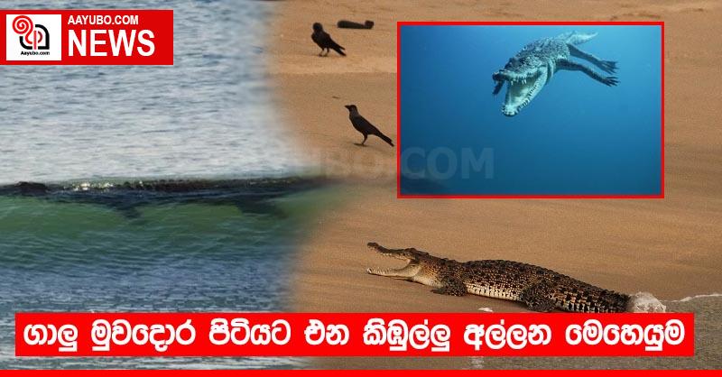ගාලු මුවදොර පිටියට එන කිඹුල්⁣ලු අල්ලන මෙහෙයුම