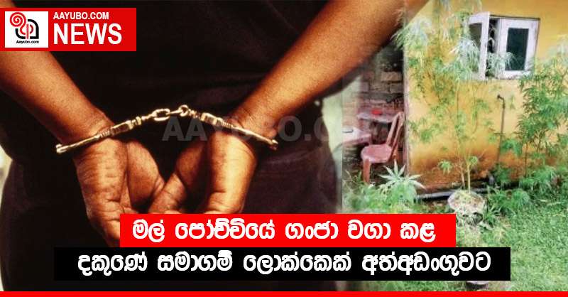 මල් පෝච්චියේ ගංජා වගා කළ දකුණේ සමාගම් ලොක්කෙක් අත්අඩංගුවට