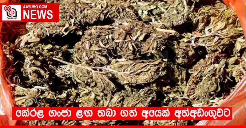 කේරළ ගංජා ළඟ තබා ගත් අයෙක් අත්අඩංගුවට 