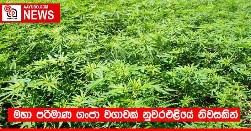 මහා පරිමාණ ගංජා වගාවක් නුවරඑළියේ නිවසකින්