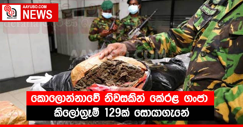 කොලොන්නාවේ නිවසකින් කේරළ ගංජා කිලෝග්‍රෑම් 129ක් සොයාගැනේ