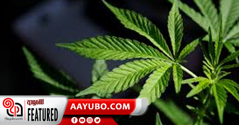 ඖෂධයක් වූ කංසා