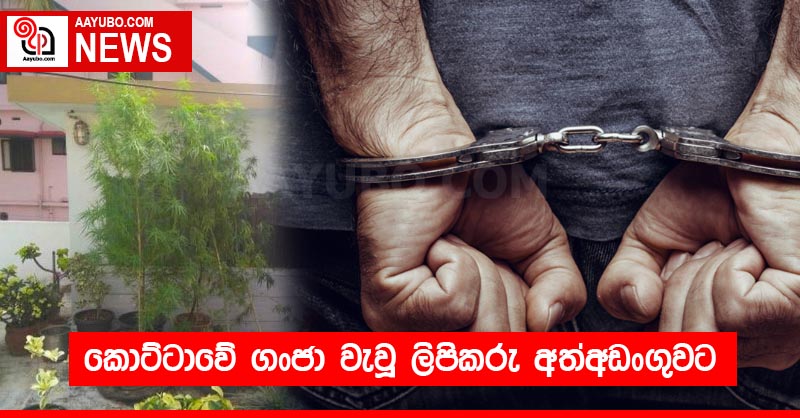කොට්ටාවේ ගංජා වැවූ ලිපිකරු අත්අඩංගුවට