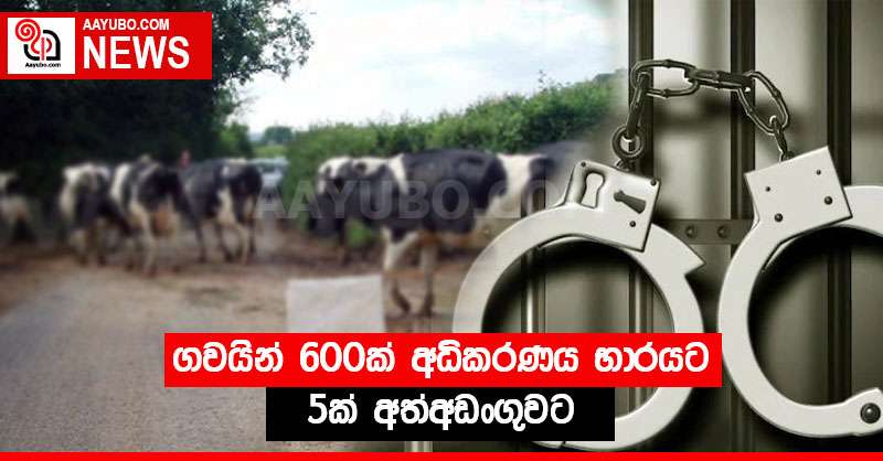 ගවයින් 600ක් අධිකරණය භාරයට - 5ක් අත්අඩංගුවට