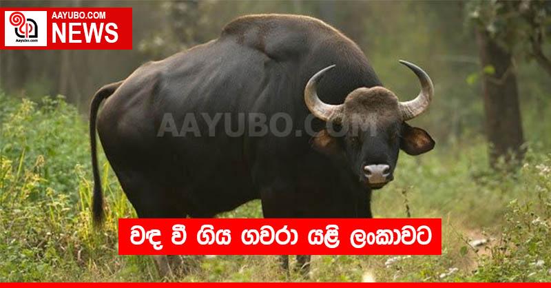 වඳ වී ගිය ගවරා යළි ලංකාවට