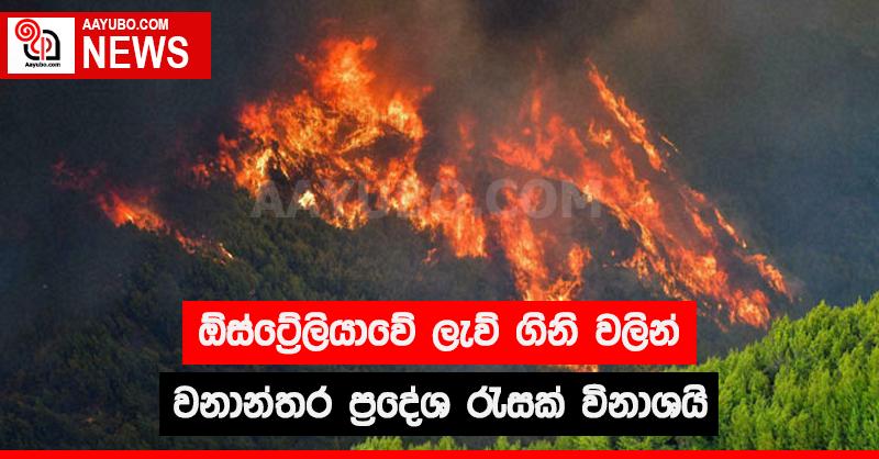 ඕස්ට්‍රේලියාවේ ලැව් ගිනි වලින් වනාන්තර ප්‍රදේශ රැසක් විනාශයි