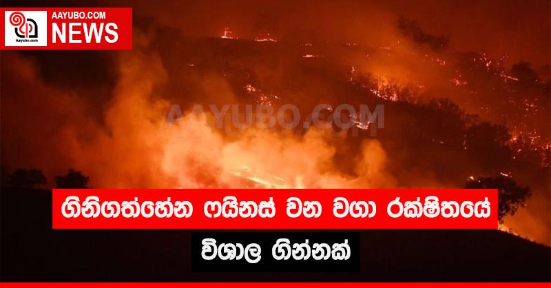 ගිනිගත්හේන ෆයිනස් වන වගා රක්ෂිතයේ  විශාල ගින්නක්