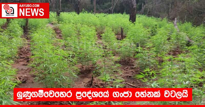 ලුණුගම්වෙහෙර ප්‍රදේශයේ ගංජා හේනක් වටලයි