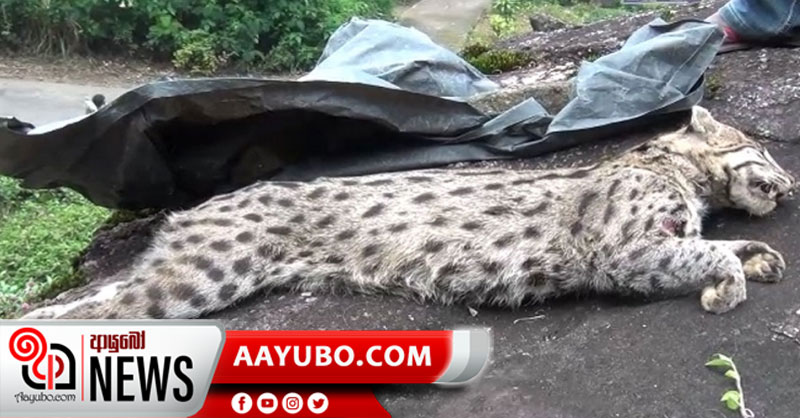  ලංකාවේ කැලෑ බළලුන්ගේ ඉරණම - තවත් හඳුන් දිවියෙකුගේ මළ සිරුරක් සොයා ගැනේ