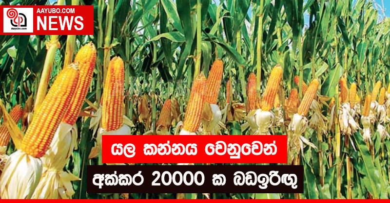 යල කන්නය වෙනුවෙන් අක්කර 20000 ක බඩඉරිඟු 