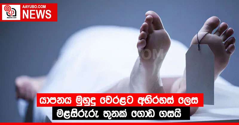 යාපනය මුහුදු වෙරළට අභිරහස් ලෙස මළසිරුරු තුනක් ගොඩ ගසයි