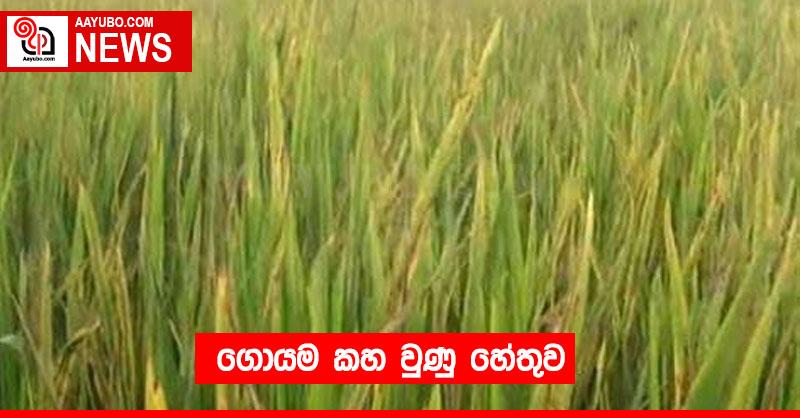 ගොයම කහ වුණු හේතුව