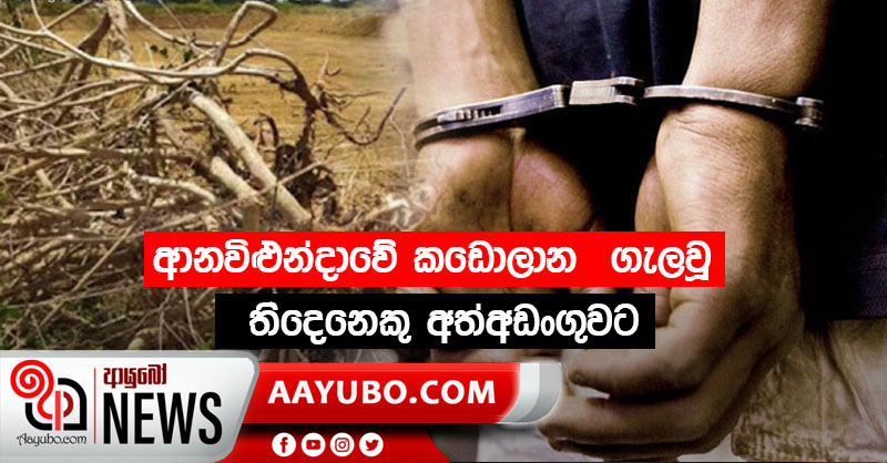 ආනවිළුන්දාවේ කඩොලාන  ගැලවූ තිදෙනෙකු අත්අඩංගුවට