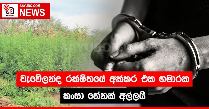 වැවේලන්ද රක්ෂිතයේ අක්කර එක හමාරක කංසා හේනක් අල්ලයි 