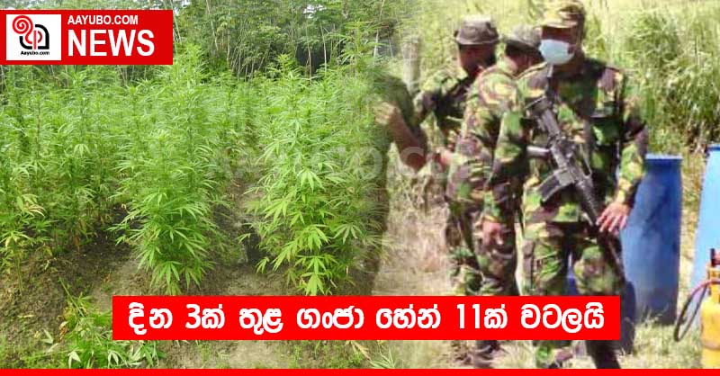 දින 3ක් තුළ ගංජා හේන් 11ක් වටලයි