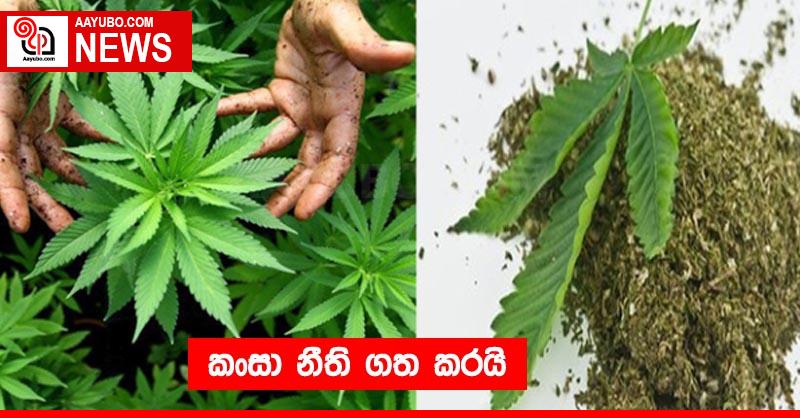 කංසා නීති ගත කරයි