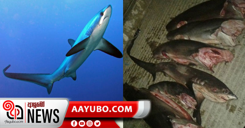 දුර්ලභ කස මෝරු ඇල්ලූ පස් දෙනෙකු අත්අඩංගුවට 