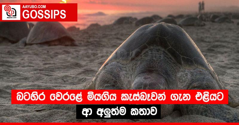 බටහිර වෙරළේ මියගිය කැස්බෑවන් ගැන එළියට ආ අලුත්ම කතාව