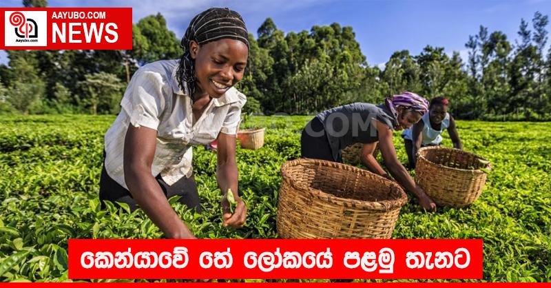 කෙන්යාවේ තේ  ලෝකයේ පළමු තැනට