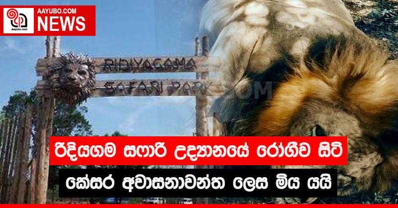 රිදියගම සෆාරි උද්‍යානයේ රෝගීව සිටි කේසර අවාසනාවන්ත ලෙස මිය යයි