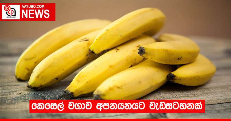 කෙසෙල් වගාව අපනයනයට වැඩසටහනක්