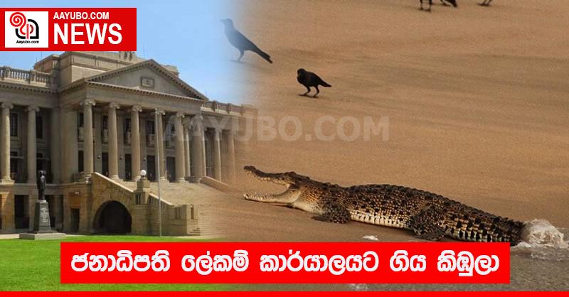 ජනාධිපති ලේකම් කාර්යාලයට ගිය කිඹුලා
