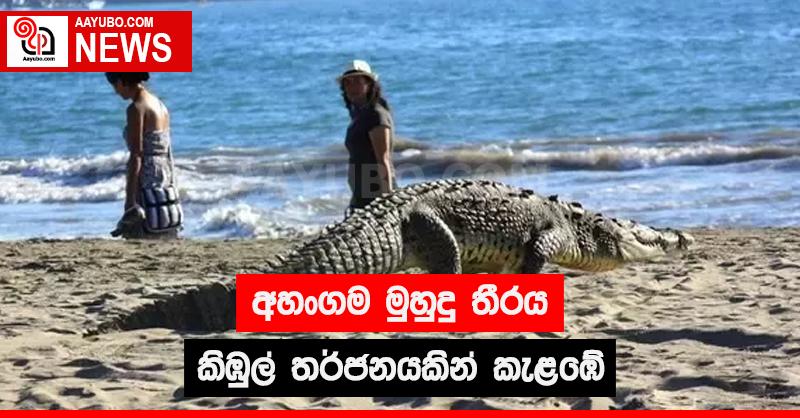 අහංගම මුහුදු තීරය කිඹුල් තර්ජනයකින් කැළඹේ