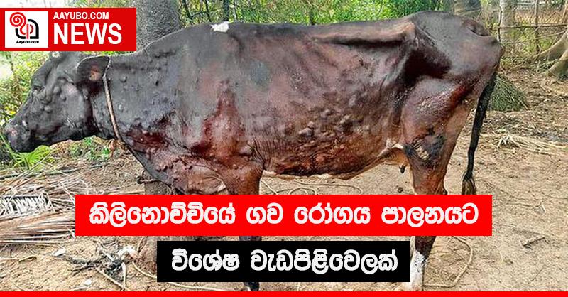 කිලිනොච්චියේ ගව රෝගය පාලනයට විශේෂ වැඩපිළිවෙලක්