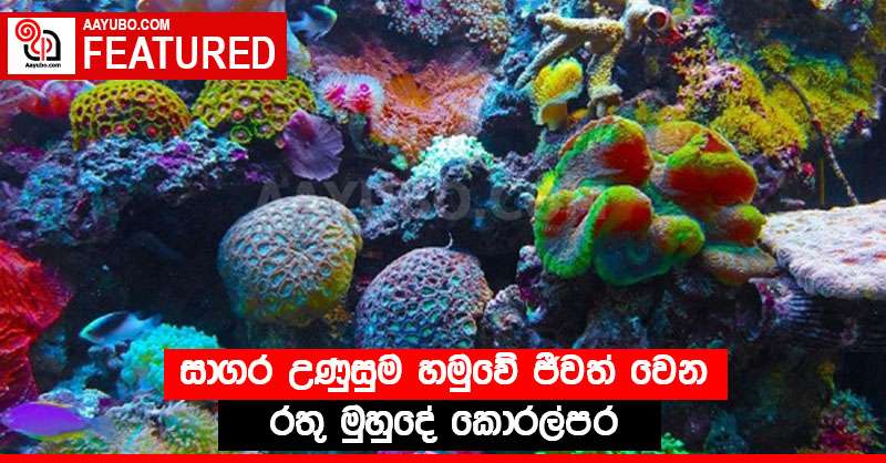 සාගර උණුසුම හමුවේ ජීවත් වෙන රතු මුහුදේ කොරල්පර