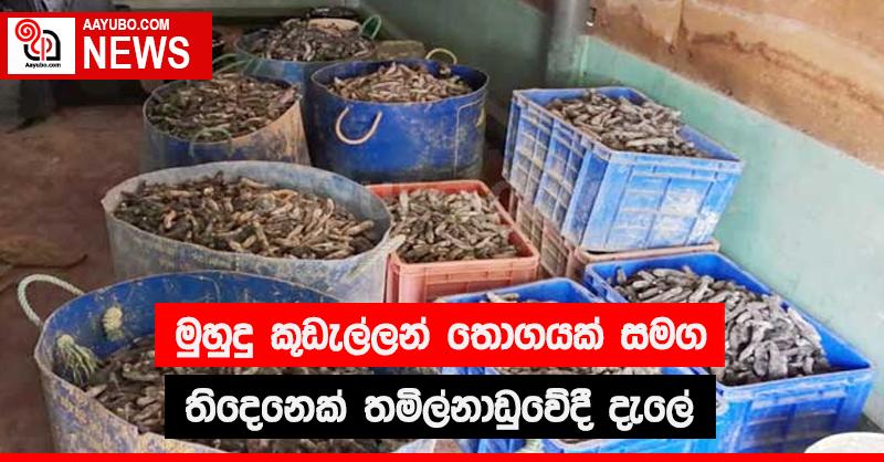 මුහුදු කූඩැල්ලන් තොගයක් සමග තිදෙනෙක් තමිල්නාඩුවේදී දැලේ