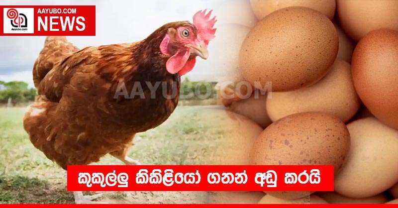 කුකුල්ලු කිකිළියෝ ගනන් අඩු කරයි