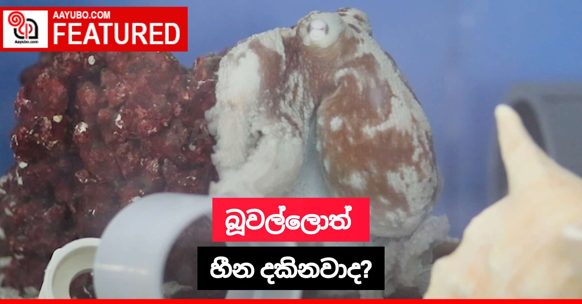 බූවල්ලොත් හීන දකිනවාද?