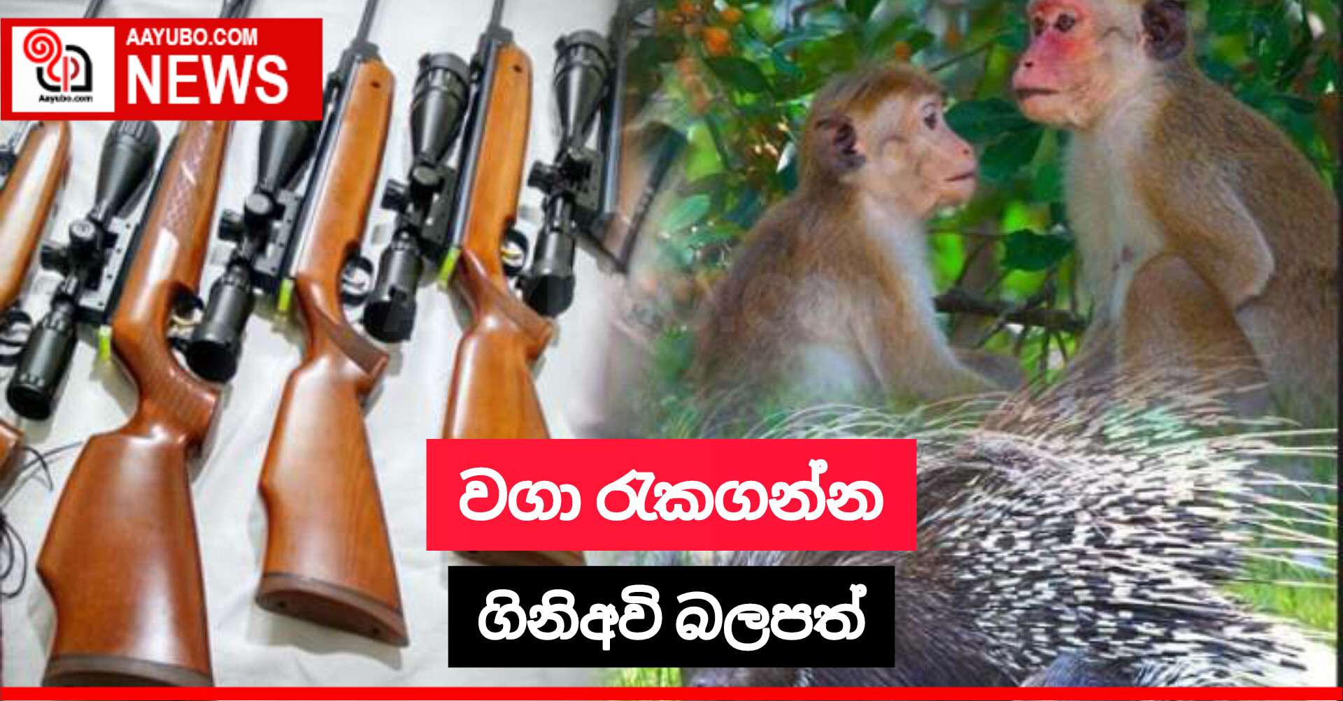 වගා රැකගන්න ගිනිඅවි බලපත්