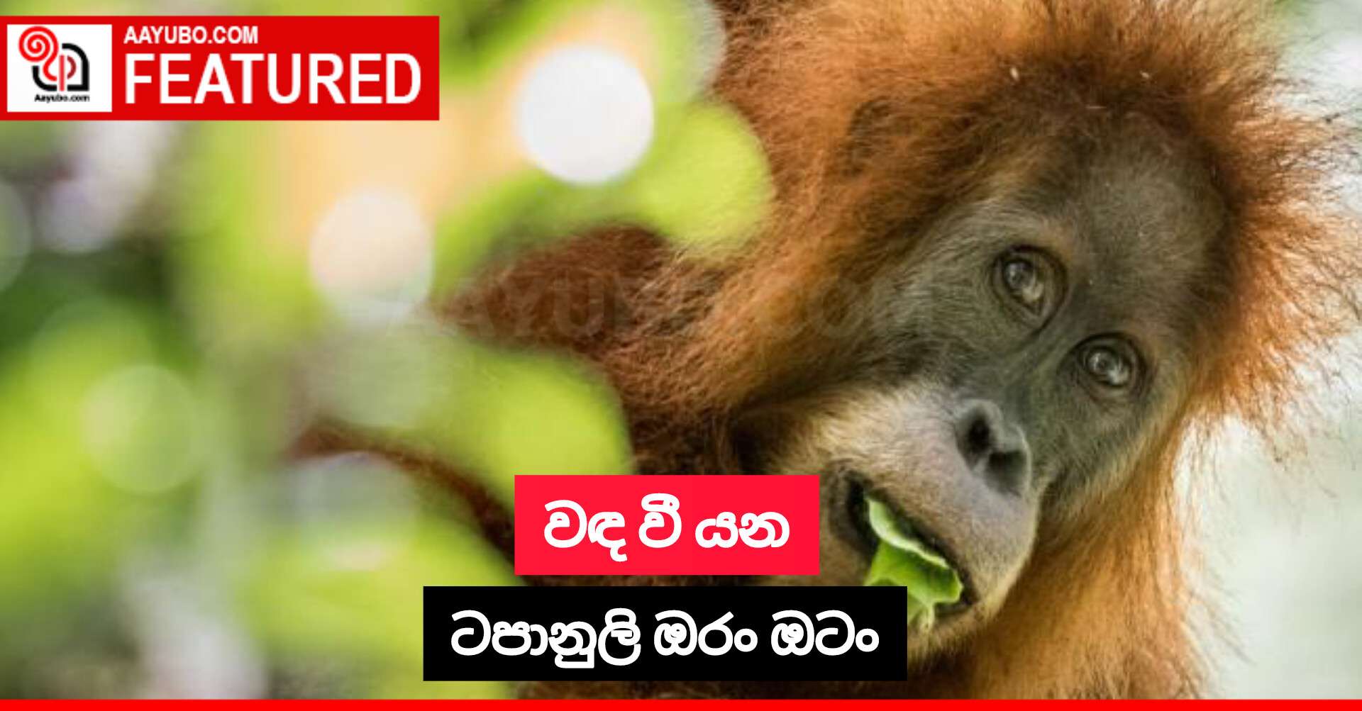 වඳ වී යන ටපානුලි ඔරං ඔටං