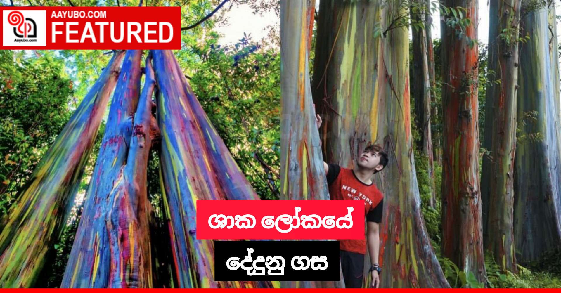 ශාක ලෝකයේ දේදුනු ගස