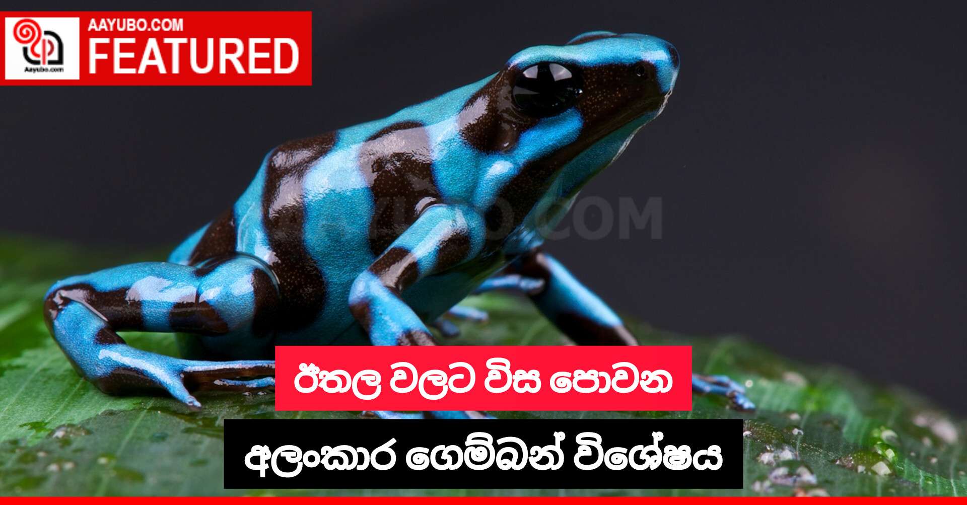 ඊතල වලට විස පොවන අලංකාර ගෙම්බන් විශේෂය