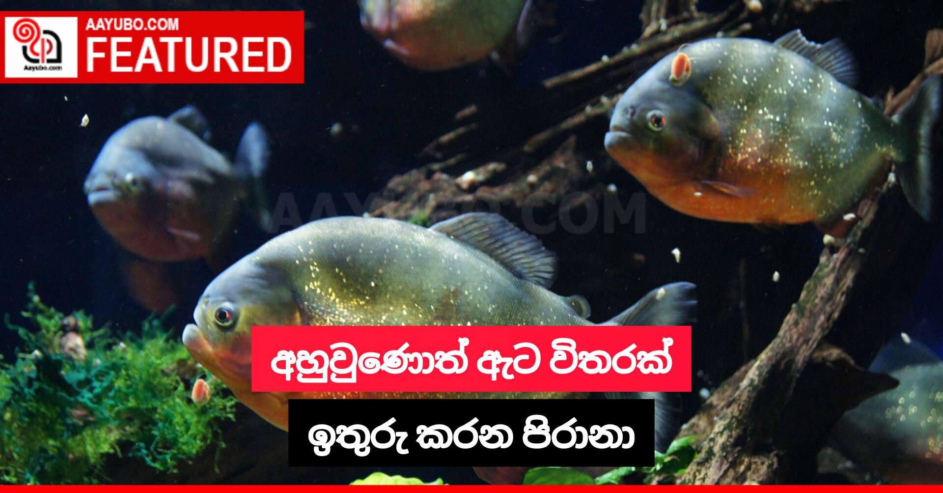 අහුවුණොත් ඇට විතරක් ඉතුරු කරන පිරානා