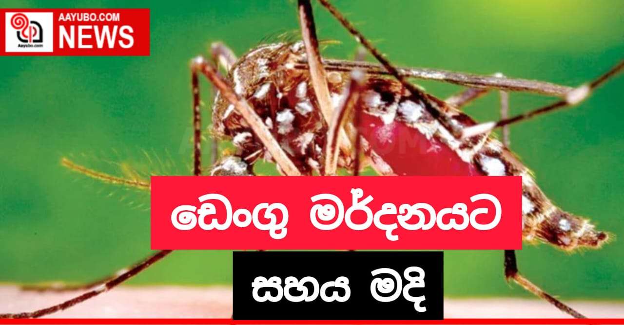 ඩෙංගු මර්දනයට සහය මදි