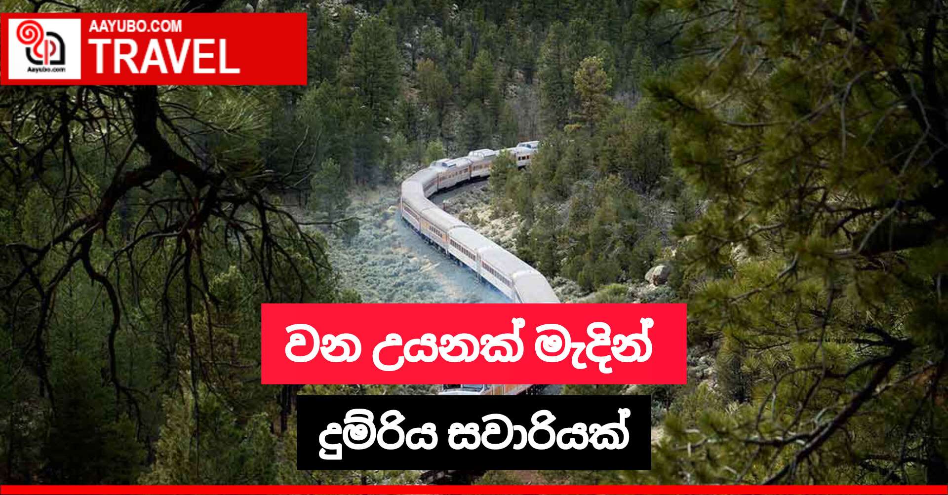 වන උයනක් මැදින් දුම්රිය සවාරියක්