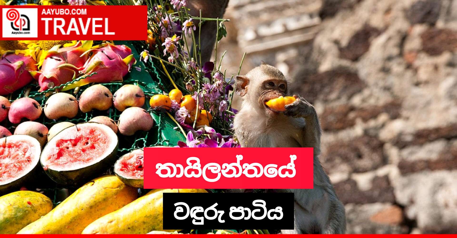 තායිලන්තයේ වඳුරු පාටිය