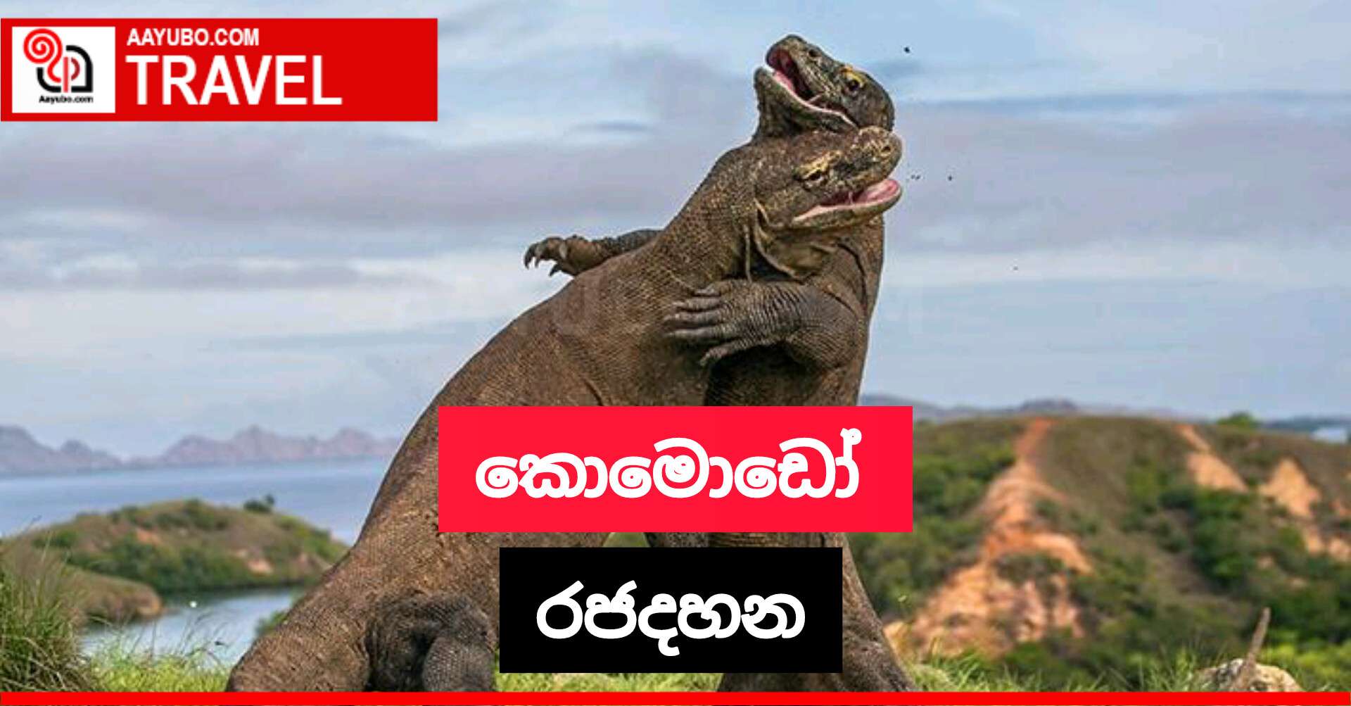 කොමොඩෝ රජදහන