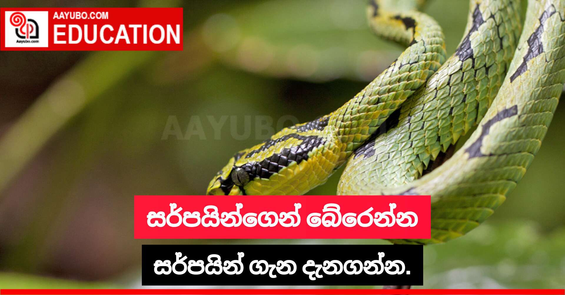 සර්පයින්ගෙන් බේරෙන්න - සර්පයින් ගැන දැනගන්න