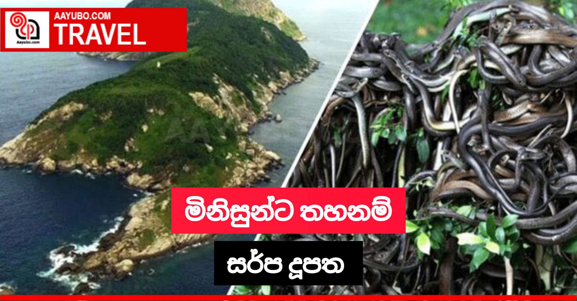 මිනිසුන්ට තහනම් සර්ප දූපත