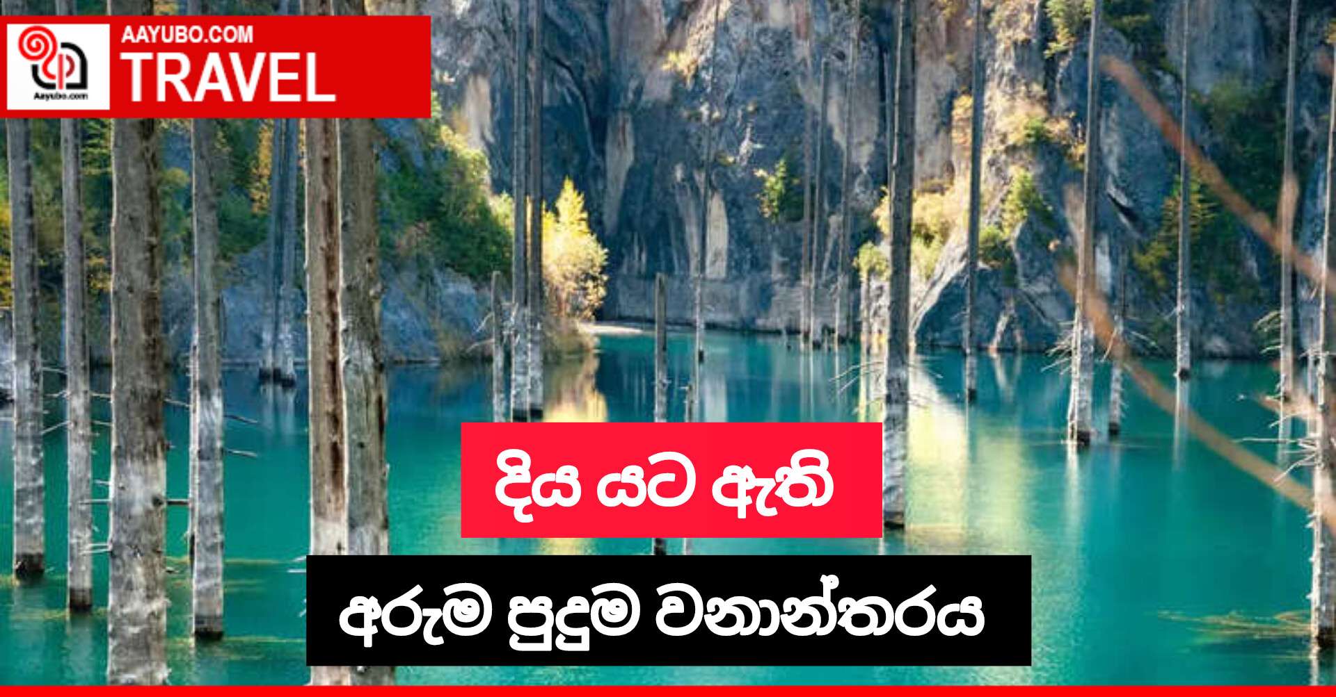 දිය යට ඇති අරුම පුදුම වනාන්තරය