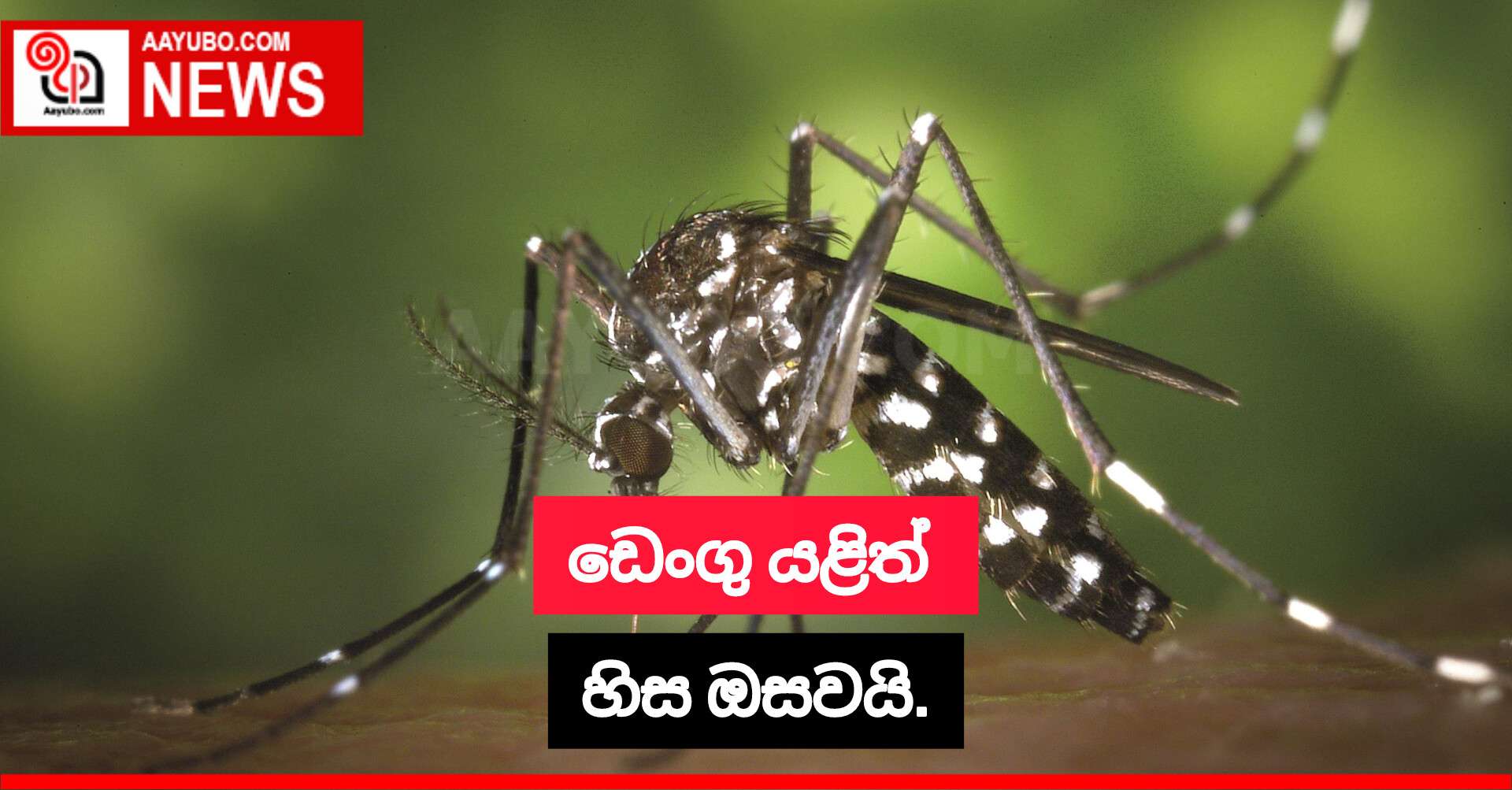 ඩෙංගු යළිත් හිස ඔසවයි.